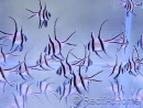 Pellets for farmed fish INVE (315-500 μm) 100 grams