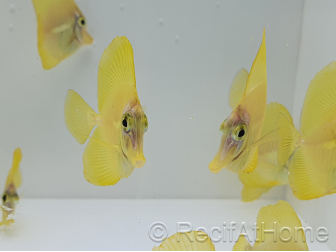 Granulés pour poissons d'élevage INVE (315-500 μm) 100 grs