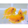 Granulat für Zuchtfische INVE (315-500 μm) 100 g