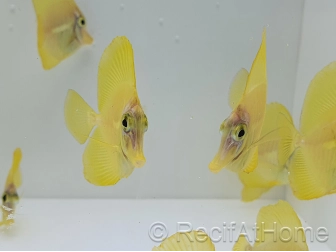 Granulés pour poissons d'élevage 0.8mm RAH 100 grs Sachet