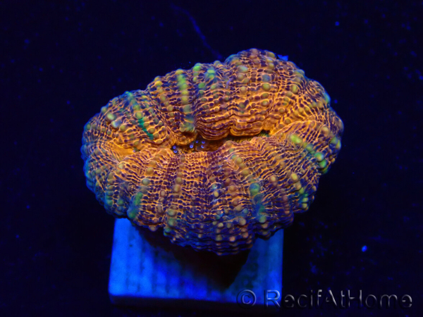 WYSIWYG - Lobophyllia sp 29 (Skeleton 4.5 cm)