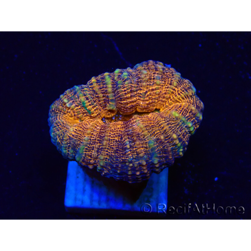 WYSIWYG - Lobophyllia sp 29 (Skeleton 4.5 cm)