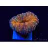 WYSIWYG - Lobophyllia sp 29 (Skeleton 4.5 cm)
