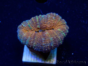WYSIWYG - Lobophyllia sp 29 (Skeleton 4.5 cm)