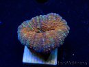 WYSIWYG - Lobophyllia sp 29 (Skeleton 4.5 cm)