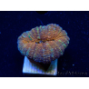 WYSIWYG - Lobophyllia sp 29 (Skeleton 4.5 cm)