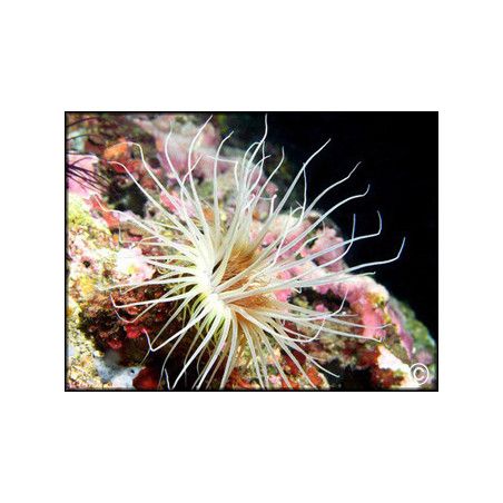 Cerianthus sp.