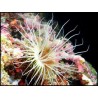 Cerianthus sp.