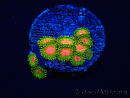 WYSIWYG - Zoanthus Awesome Blossom 30C1