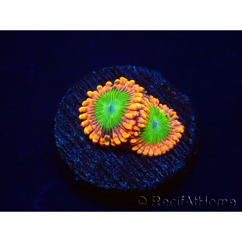 WYSIWYG - Zoanthus Electric Oompa Loompa 30E2