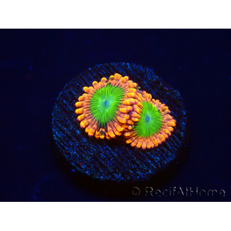 WYSIWYG - Zoanthus Electric Oompa Loompa 30E2