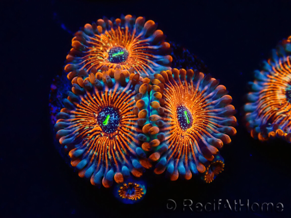 WYSIWYG - Zoanthus Seduction 30J6