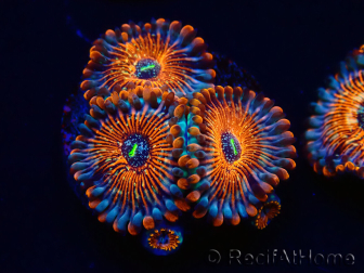 WYSIWYG - Zoanthus Seduction 30J6
