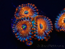 WYSIWYG - Zoanthus Seduction 30J6