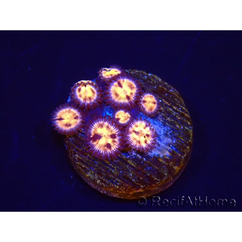 WYSIWYG - RAH Zoanthus Implosion 40J
