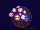 WYSIWYG - RAH Zoanthus Implosion 40J