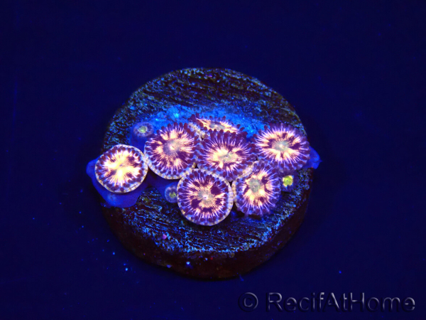 WYSIWYG - RAH Zoanthus Implosion 40J5