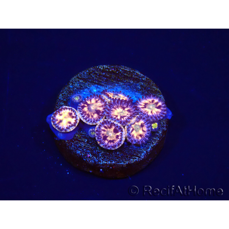 WYSIWYG - RAH Zoanthus Implosion 40J