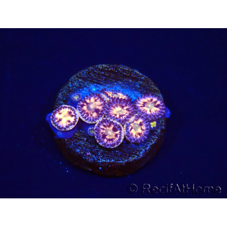 WYSIWYG - RAH Zoanthus Implosion 40J