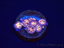 WYSIWYG - RAH Zoanthus Implosion 40J5