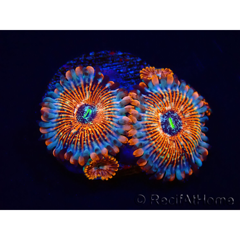 WYSIWYG - Zoanthus Seduction 40N2