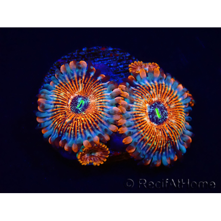 WYSIWYG - Zoanthus Seduction 40N2