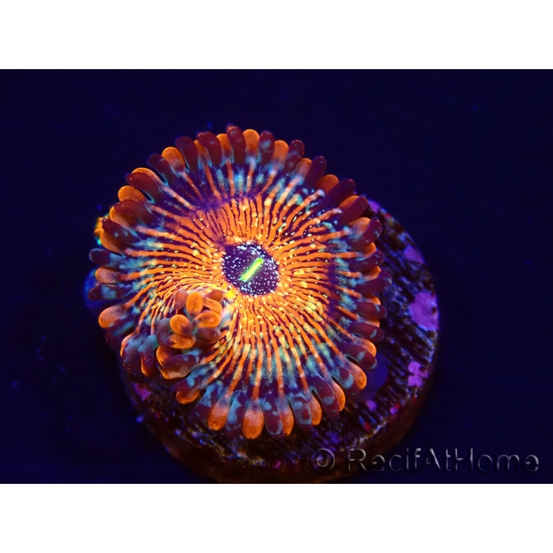 WYSIWYG - Zoanthus Seduction 40N4