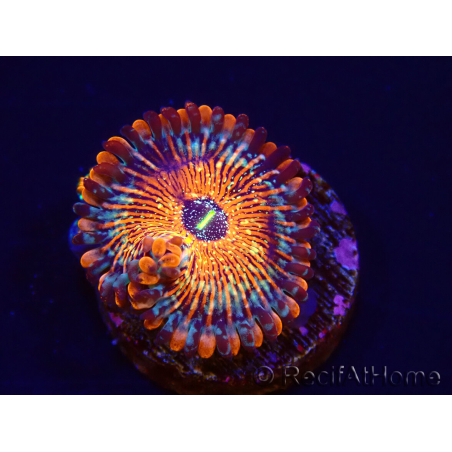 WYSIWYG - Zoanthus Seduction 40N4