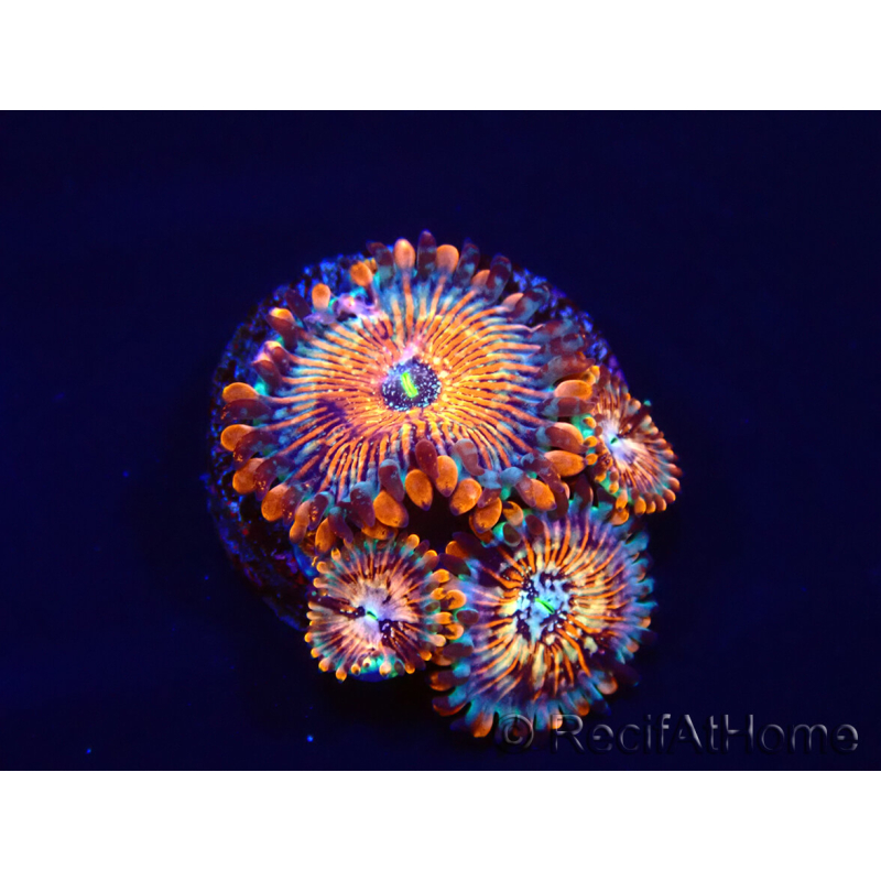WYSIWYG - Zoanthus Seduction 40N5