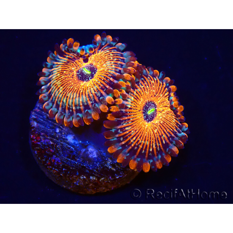 WYSIWYG - Zoanthus Seduction 40N8