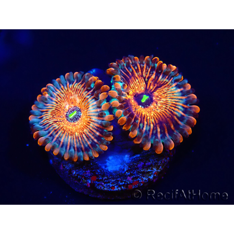 WYSIWYG - Zoanthus Seduction 40N9