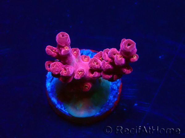 WYSIWYG RAH Acropora Cherry Bomb 5A6