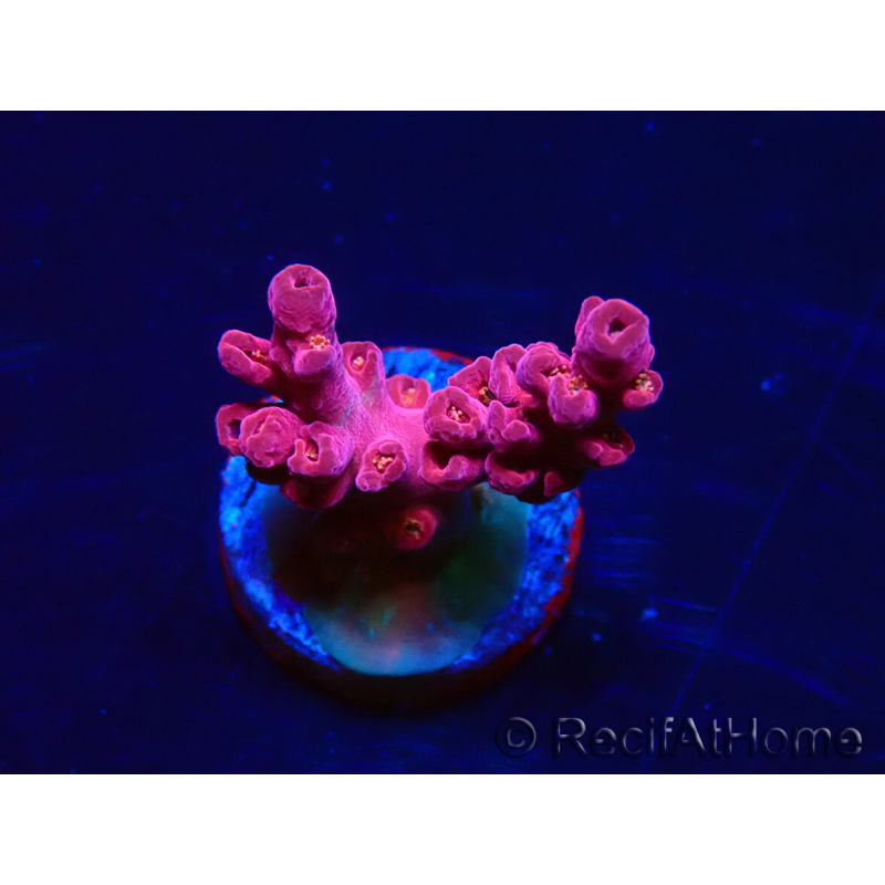WYSIWYG RAH Acropora Cherry Bomb 5A4
