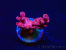 WYSIWYG RAH Acropora Cherry Bomb 5A4