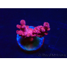 WYSIWYG RAH Acropora Cherry Bomb 5A4