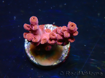 WYSIWYG RAH Acropora Cherry Bomb 5A4