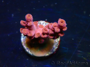 WYSIWYG RAH Acropora Cherry Bomb 5A4