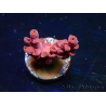 WYSIWYG RAH Acropora Cherry Bomb 5A6