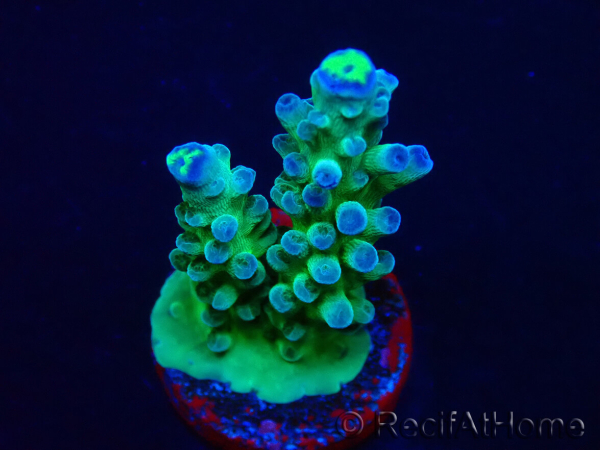 WYSIWYG LR Acropora austera Yellow Tips 5Q6