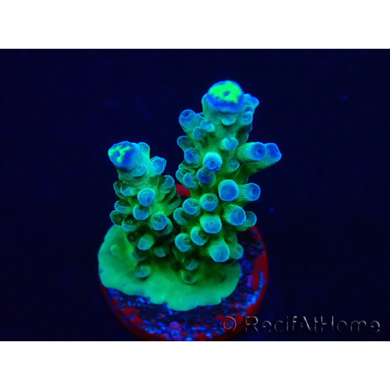 WYSIWYG RAH Acropora Rose Gold 5Q4