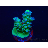 WYSIWYG RAH Acropora Rose Gold 5Q4