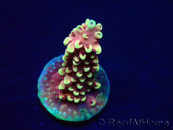 WYSIWYG Acropora Drachenatem 5K4