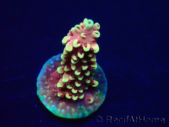 WYSIWYG Acropora Dragon Breath 5R6