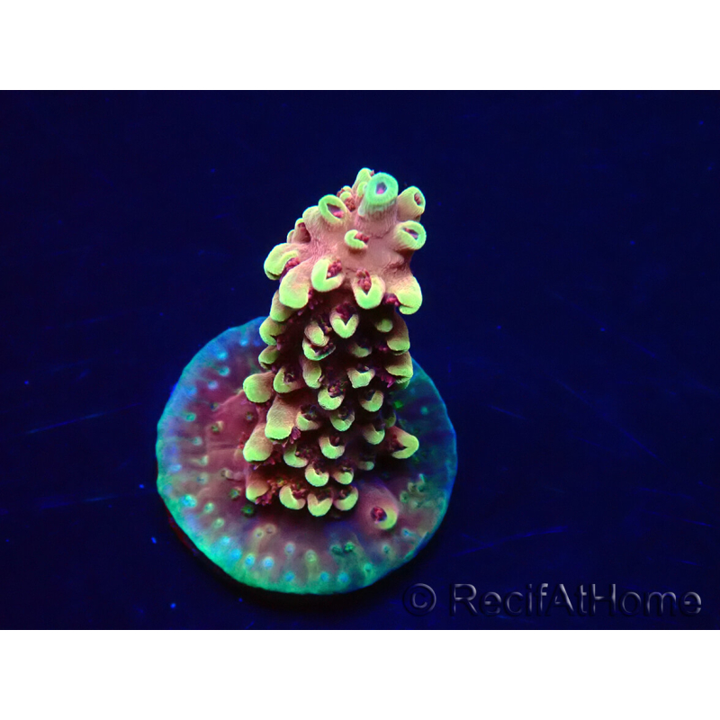 WYSIWYG Acropora Drachenatem 5K4
