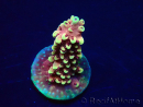 WYSIWYG Acropora Dragon Breath 5K4