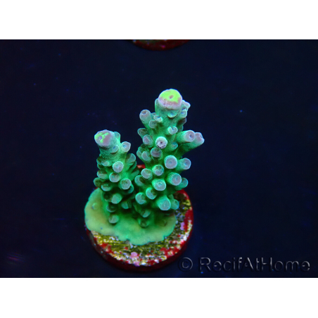 WYSIWYG RAH Acropora Rose Gold 5Q4