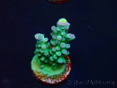 WYSIWYG LR Acropora austera Yellow Tips 5Q6