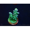 WYSIWYG LR Acropora austera Yellow Tips 5Q6