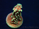 WYSIWYG Acropora Dragon Breath 5R6