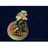 WYSIWYG Acropora Dragon Breath 5R6